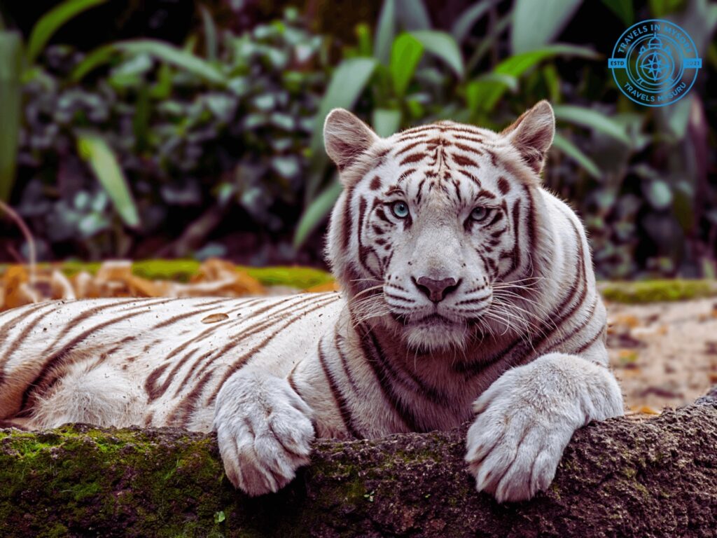 Mysuru Zoo Tour _ Timings & Sightseeing by Travels Mysuru