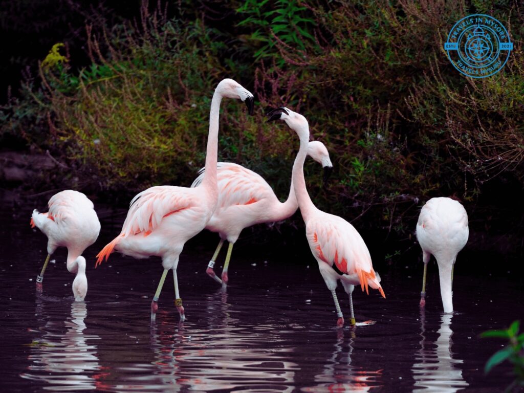 Mysuru Zoo in Mysuru – Entry Fee, Timings & Animal Attractions