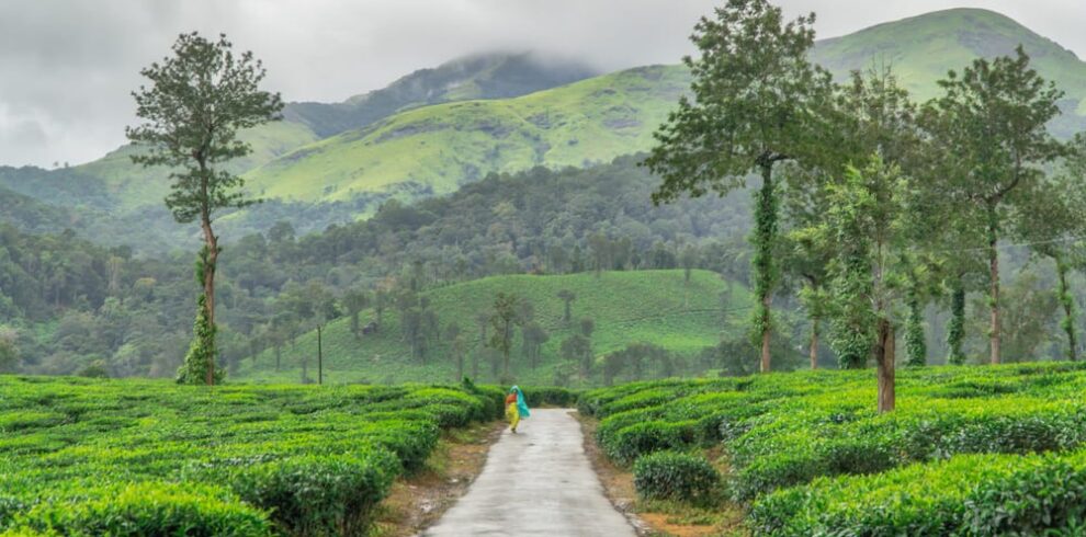 2 Night 3 Days Wayanad Tour Package from Mysuru – Travels Mysuru